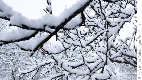 Слива ещё толком не просыпалась