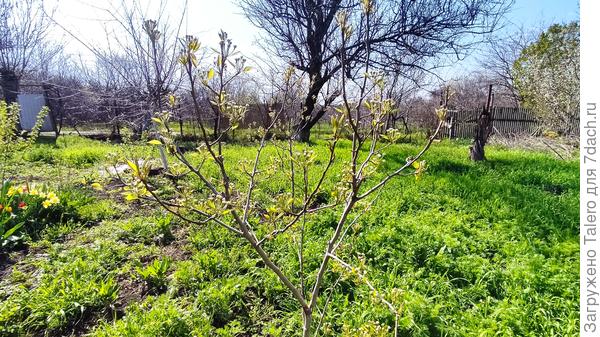 А на переднем плане — молодые грушки все в бутонах!