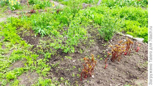 И старую крыжовниковую — не до конца, силы иссякли