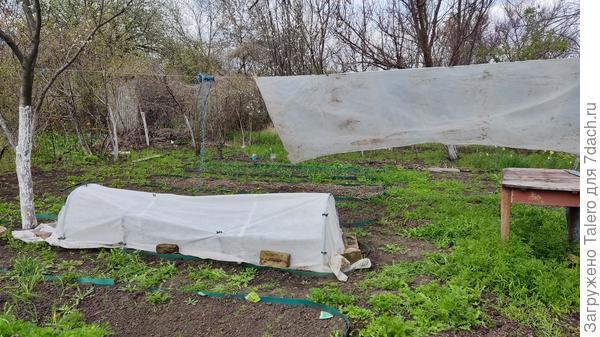 У томатов есть ещё время одуматься