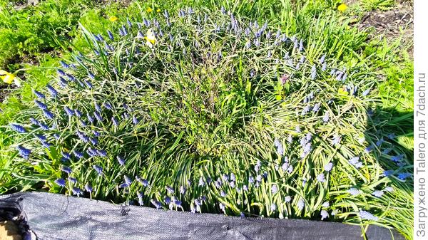 Вот только мускари пора уже приструнить, пока они не выселили чубушник с клумбы!