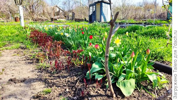 Там, за пионами...