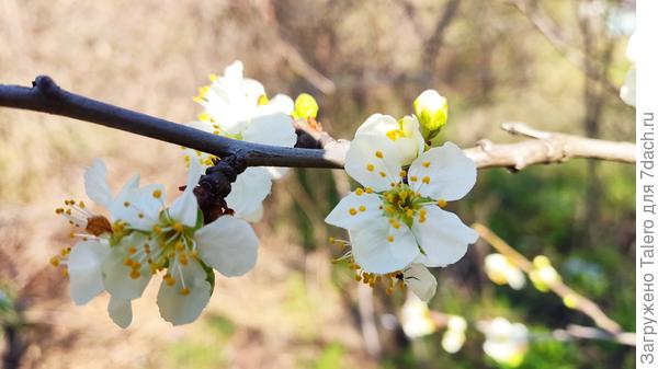А мне и не нужно столько слив!