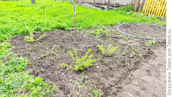 Новую крыжовниковую грядку, например