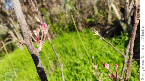 Зацвести пыталась свежепосаженная яблоня — пришлось стать выщипать все бутоны