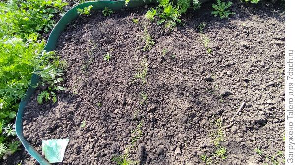 Зато впервые за три года взошёл щавель