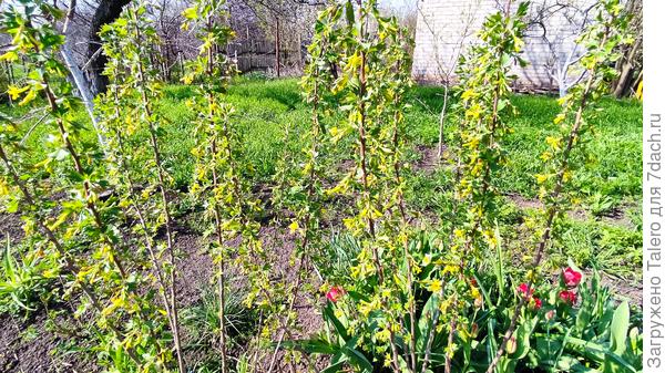 И смородина решила — вперёд, снег растаял, пора цвести!