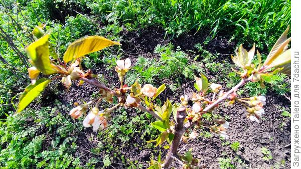 И мини-черешня изображает готовность к плодоношению