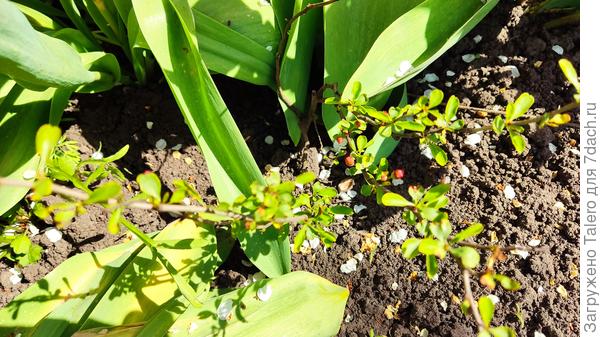 Кариоптерис в моей версии