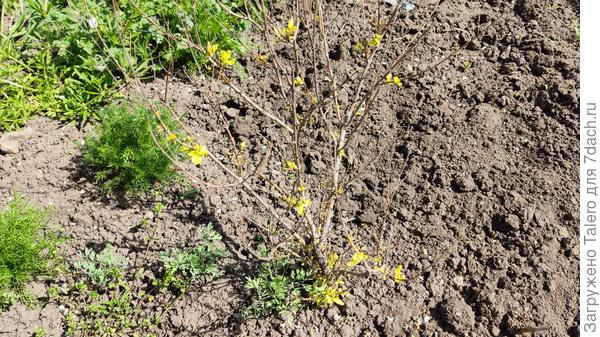 Для сравнения — кариоптерис на яме