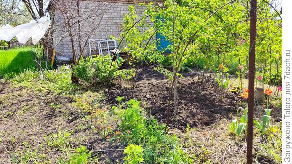 Без бурьяна и зарослей гораздо просторнее