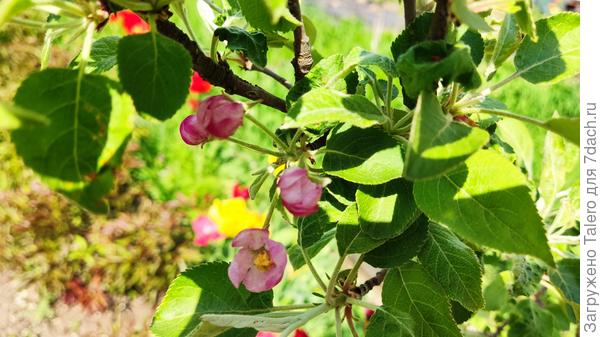 Зацвела яблоня с незапоминаемым названием Питмастон