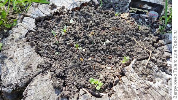 В пне что-то всходит, но бархатцы ли это?