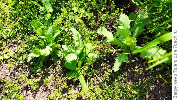 Маки-самосейки я раскидала по всем клумбам, а они решили взойти на дорожке