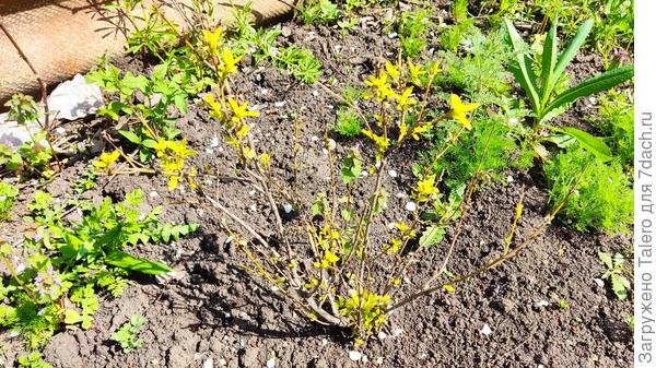 То, что должно изображать айву