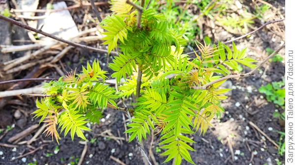 А это рябинник, и он вполне на своём месте