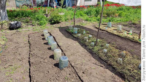 Замульчирую потом, силы иссякли