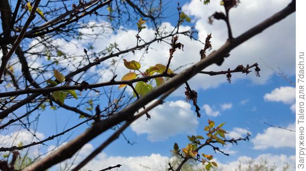 А вот абрикос, судя по всему, не будет