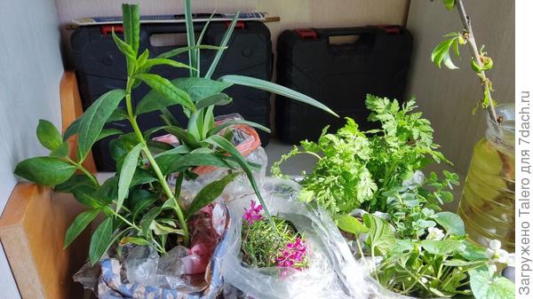 Книфофия, флокс простой, флокс шиловидный, фиалка, очиток и какая-то ромашечка — половина куплены, половина в подарок «в хорошие руки»)))