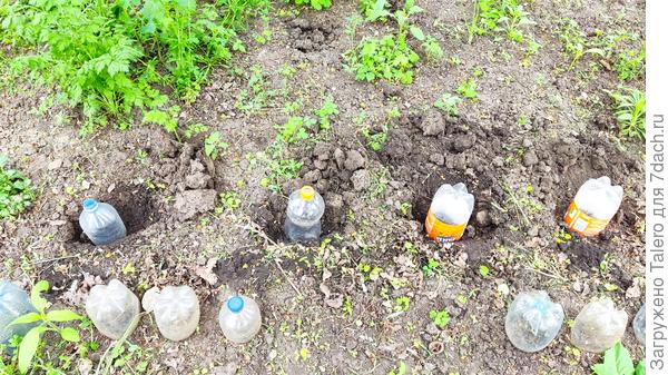 И под яблоню попали огурцы
