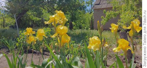 А вот нашла прошлогодние жёлтые