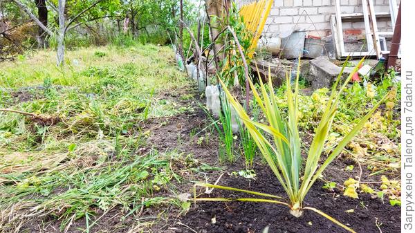 Юкка во главе парада