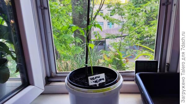 Будет домашним питомцем — или питоматцем