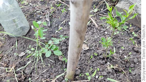 А некоторые уже прям кусты!