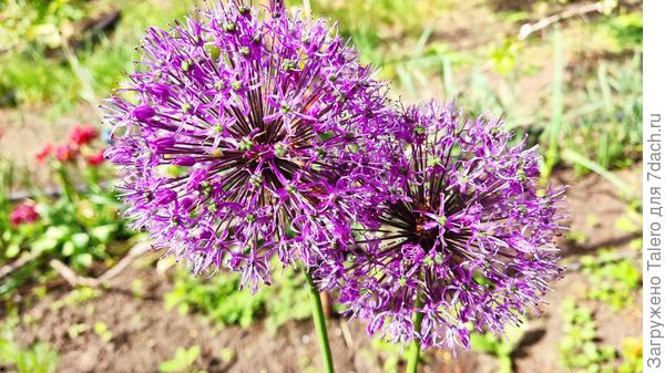 Пока что лук и матроны — всё, что цветёт на клумбах