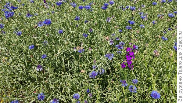 И под этой свалкой тоже много чего растёт!
