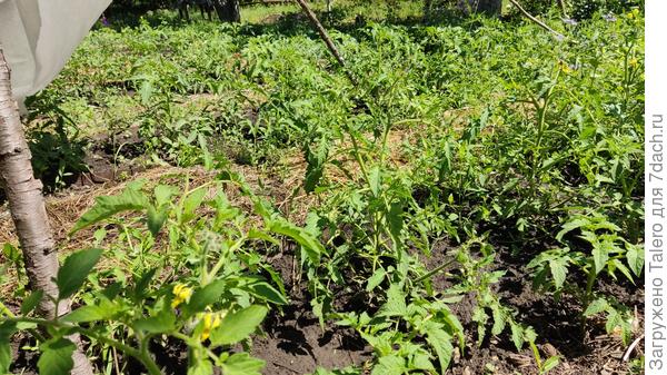 А томаты уже зацветают!