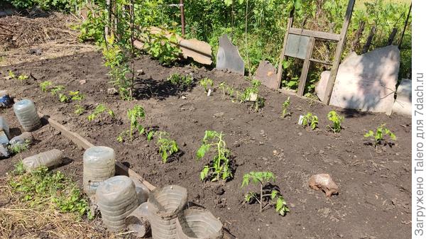 «Бездомная» рассада недовольна, что с неё колбы сняла