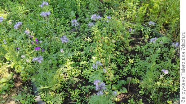 Сложно догадаться, но это клумба