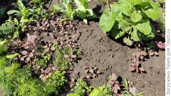 Вот такие сорянки всходят!