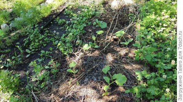 Кабачкам будет тесновато — ничего, потерпят