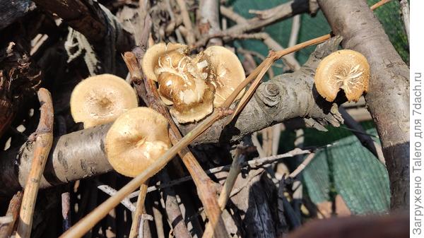 Тоже в некотором роде урожай