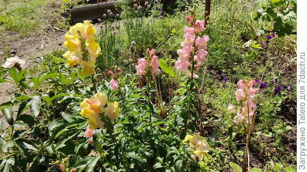 Многолетние ротики во всей красе