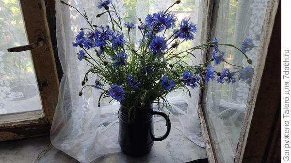 Так эти дикие васильки гораздо лучше смотрятся!