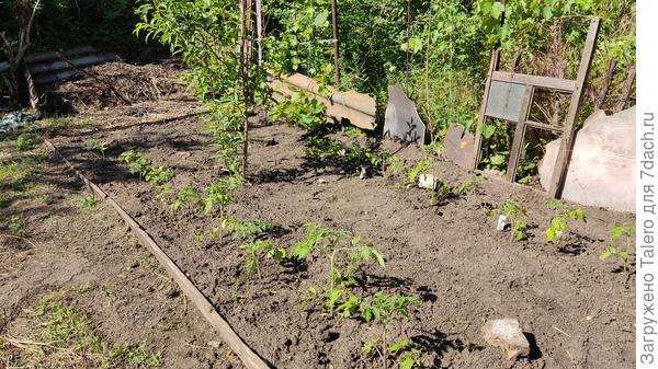 Контрольное фото экспериментальных томатов