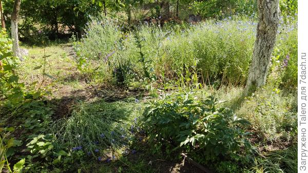 Избавилась от части васильков