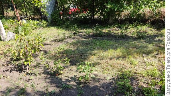 Смородина показалась на свет — а вот черешня что-то продолжает грустить