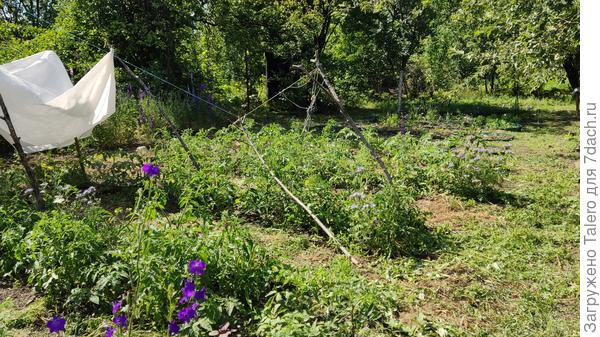 Дорожки покошены, теперь осталось полоть грядки