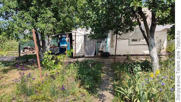 А вот виноград стеной пока не встаёт