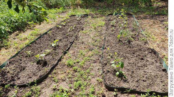 Бахча в порядке