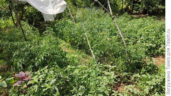 Цветущее томатное поле, которое надо полоть и подвязывать