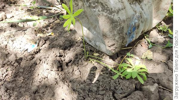 Люпин пока жив