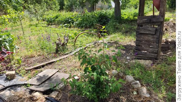 Хотела закопать раскопанную скважину, вместо этого прополола чубушник