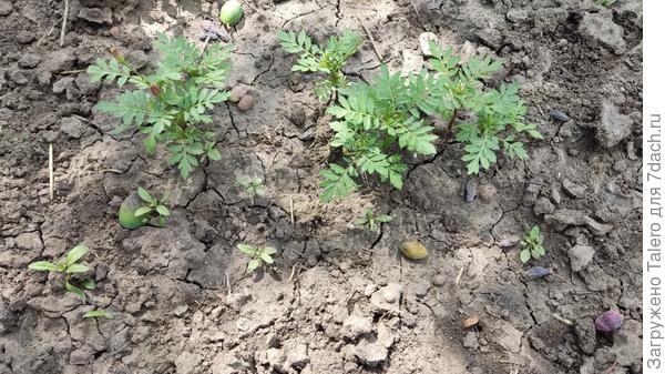 Кажется, взошёл иссоп?