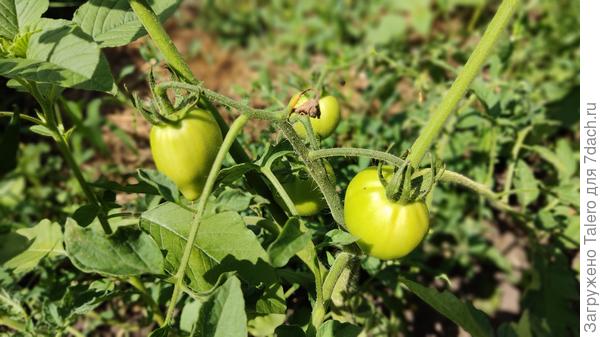 Впрочем, местами оно уже доцвелось