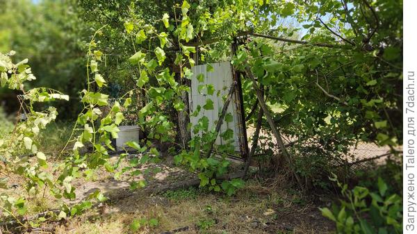 Длинную ветку отправила на орех, её по-хорошему надо совсем срезать